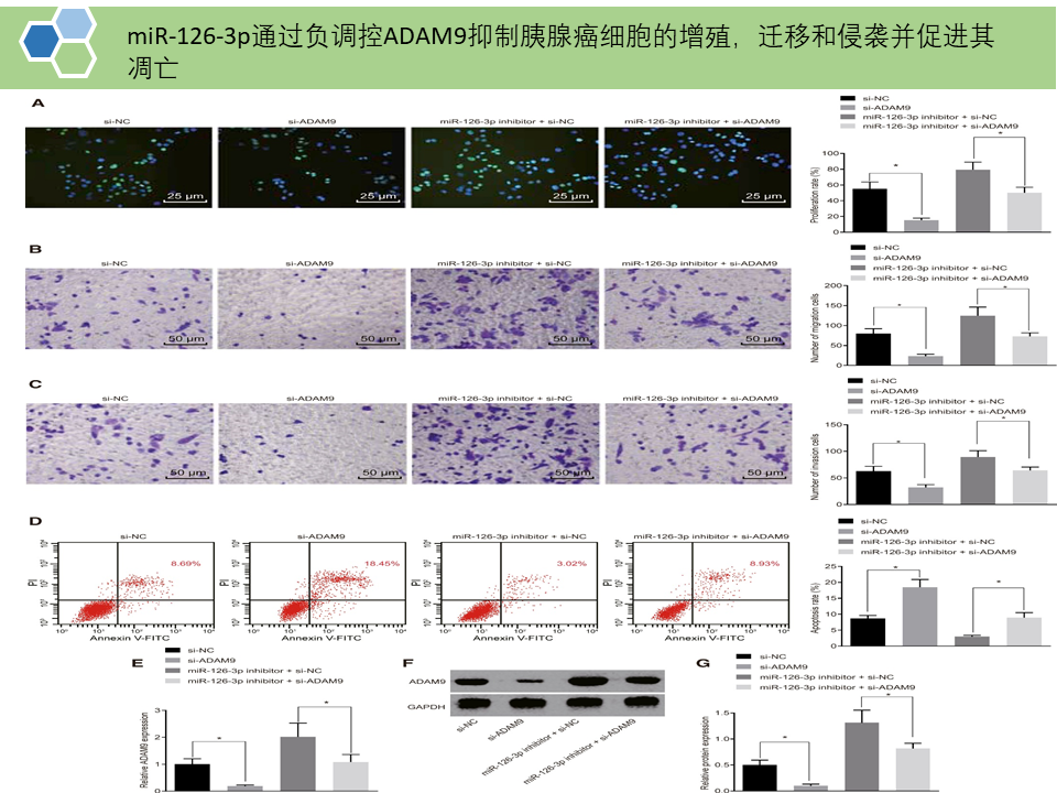 BMSCs分泌的外泌体携带的miR-126-3p通过靶向作用ADAM9进而抑制胰腺癌的发展