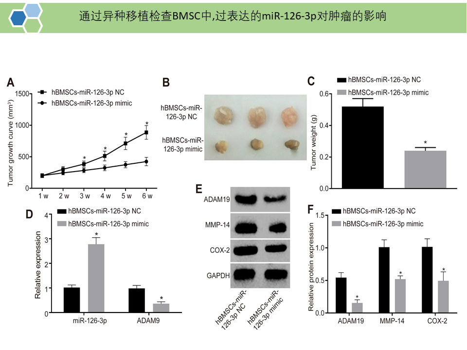BMSCs分泌的外泌体携带的miR-126-3p通过靶向作用ADAM9进而抑制胰腺癌的发展