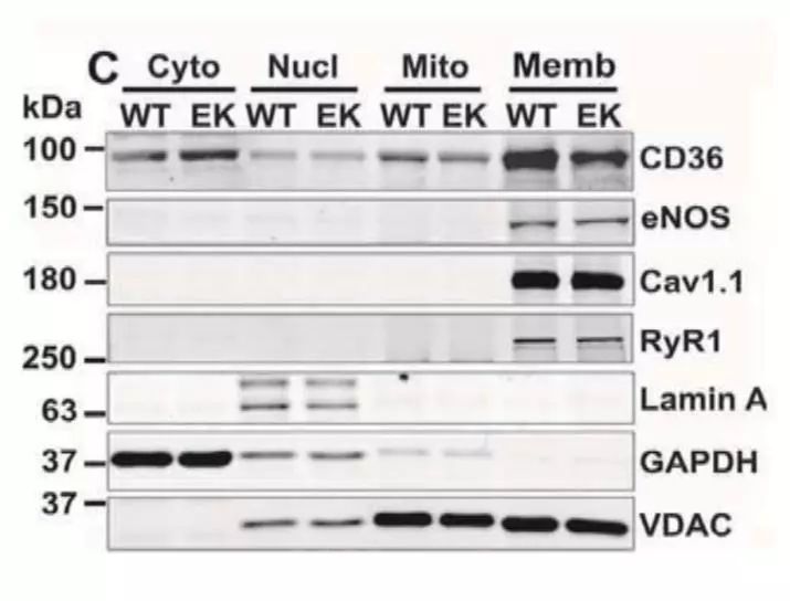 undefined 【实验技巧】WB内参选择指南---那些年你该学会的实验系列(三)