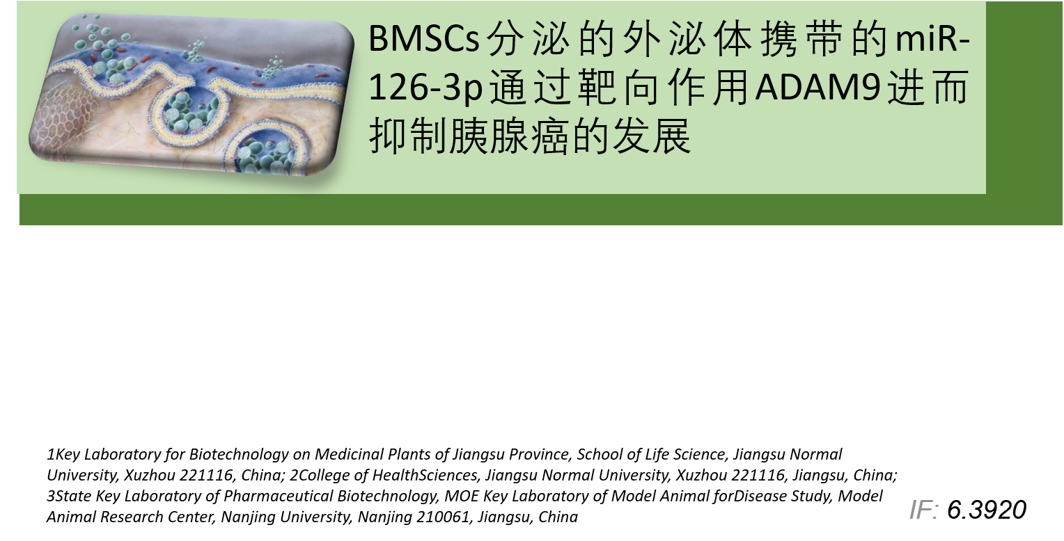 BMSCs分泌的外泌体携带的miR-126-3p通过靶向作用ADAM9进而抑制胰腺癌的发展