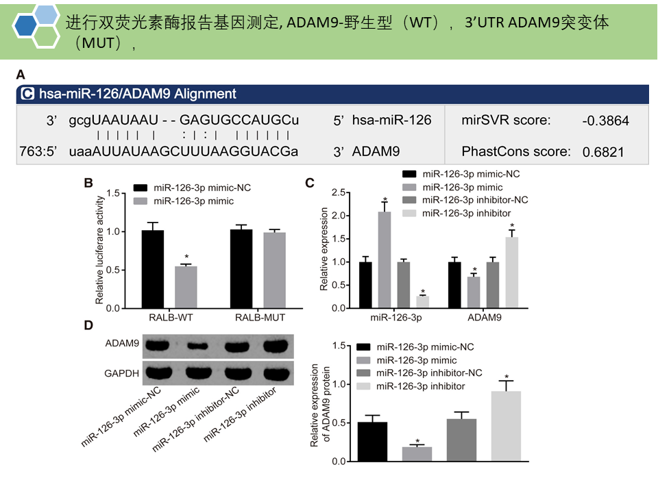 BMSCs分泌的外泌体携带的miR-126-3p通过靶向作用ADAM9进而抑制胰腺癌的发展