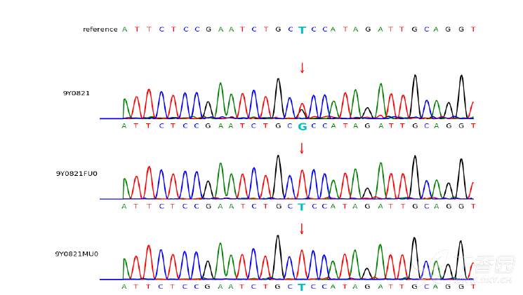怎么生成多样本一代测序比对峰图,求助做过的大神们 - 丁香园论坛