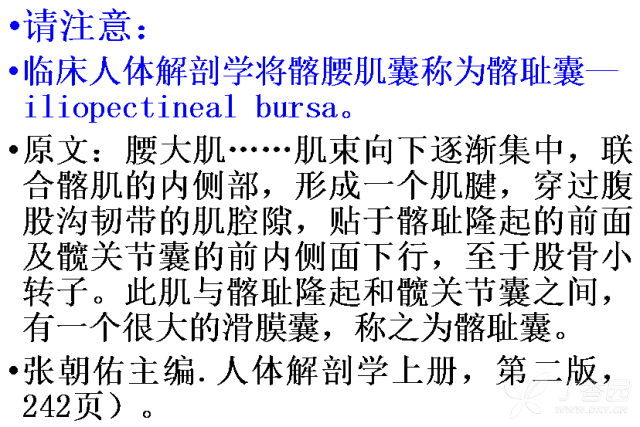 專題二:髂腰肌區最大的滑囊是髂恥囊?還是髂腰肌囊?還是.