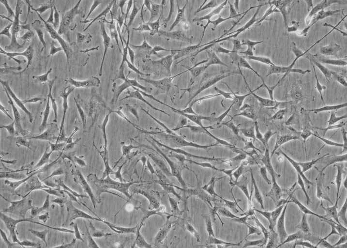HFF-1人包皮成纤维细胞