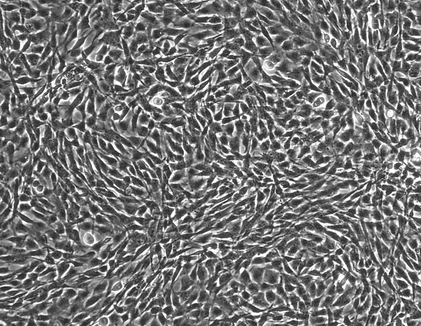 HTR-8/SVneo 人绒毛膜滋养层细胞