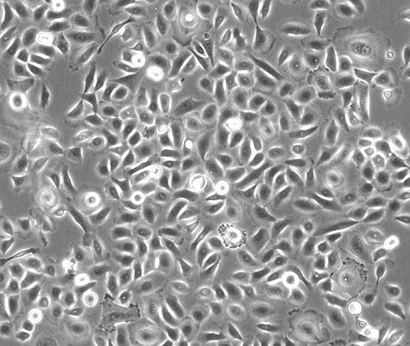 NIH/3T3小鼠胚胎成纤维细胞