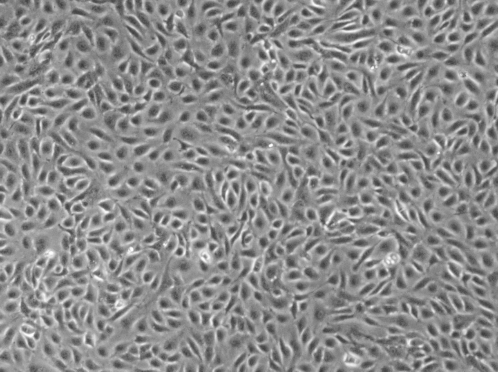 NCI-H2228人非小细胞肺癌细胞