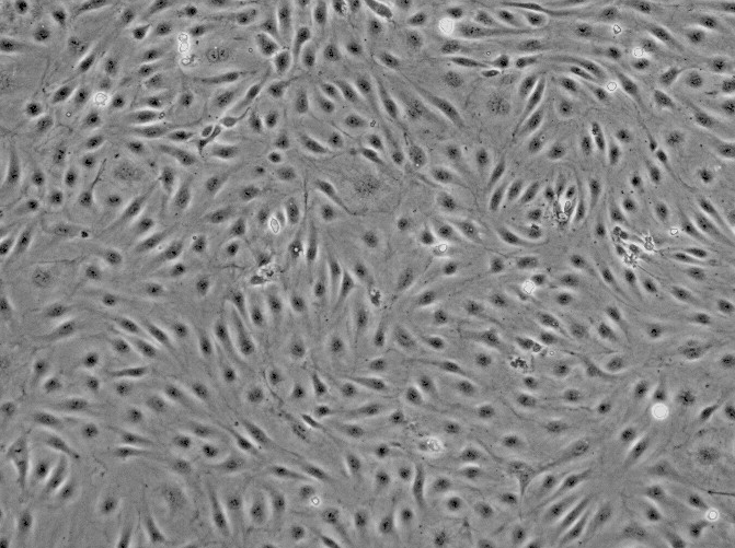 SV40-MES-13小鼠肾小球系膜细胞