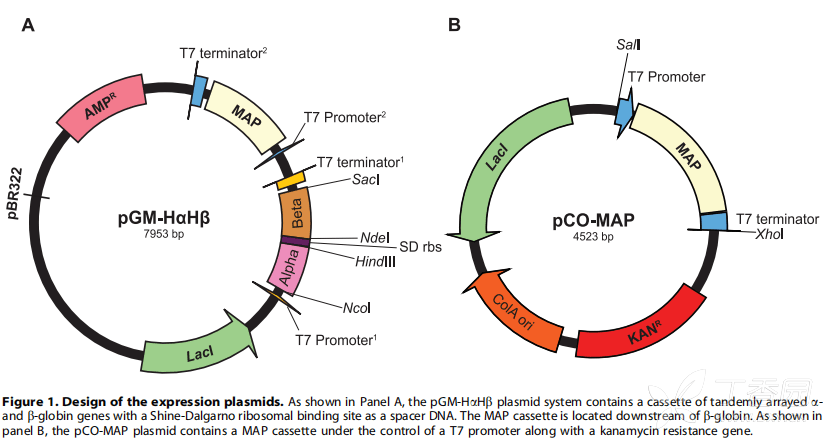 什么是基因表达载体 3357050836370078585-8w.png