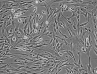 C2C12小鼠成肌细胞