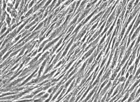 人膀胱成纤维细胞