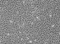 A549/Tax人肺腺癌紫杉醇耐药性细胞