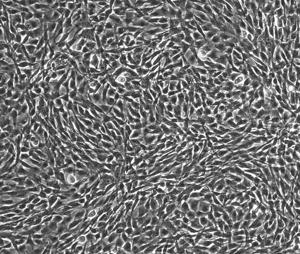 HBZY-1大鼠肾小球系膜细胞