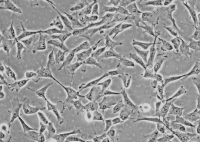 人角膜上皮细胞