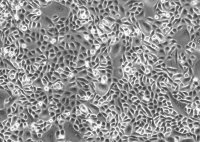 人小肠粘膜上皮细胞