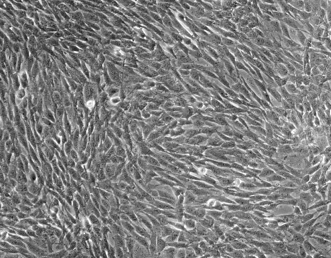 Neuro-2a小鼠脑神经瘤细胞