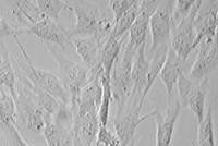 HCT-15/Tax人结直肠癌紫杉醇耐药株