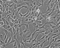 人食管上皮细胞