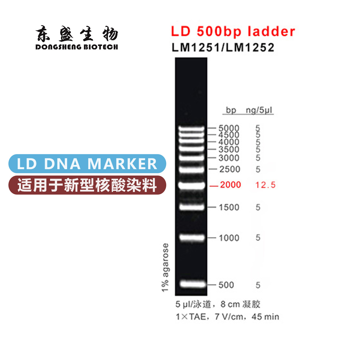 东盛LD 500bp ladder 新型染料专用DNA Marker (LM1251-LM1252)