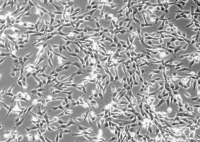 L929小鼠结缔组织L细胞株929克隆