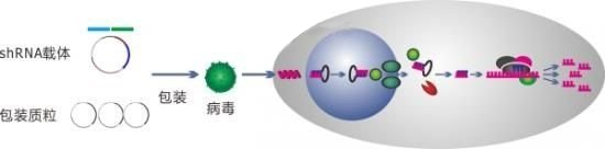 RNA干扰/RNAi基因干扰/SiRNA实验服务