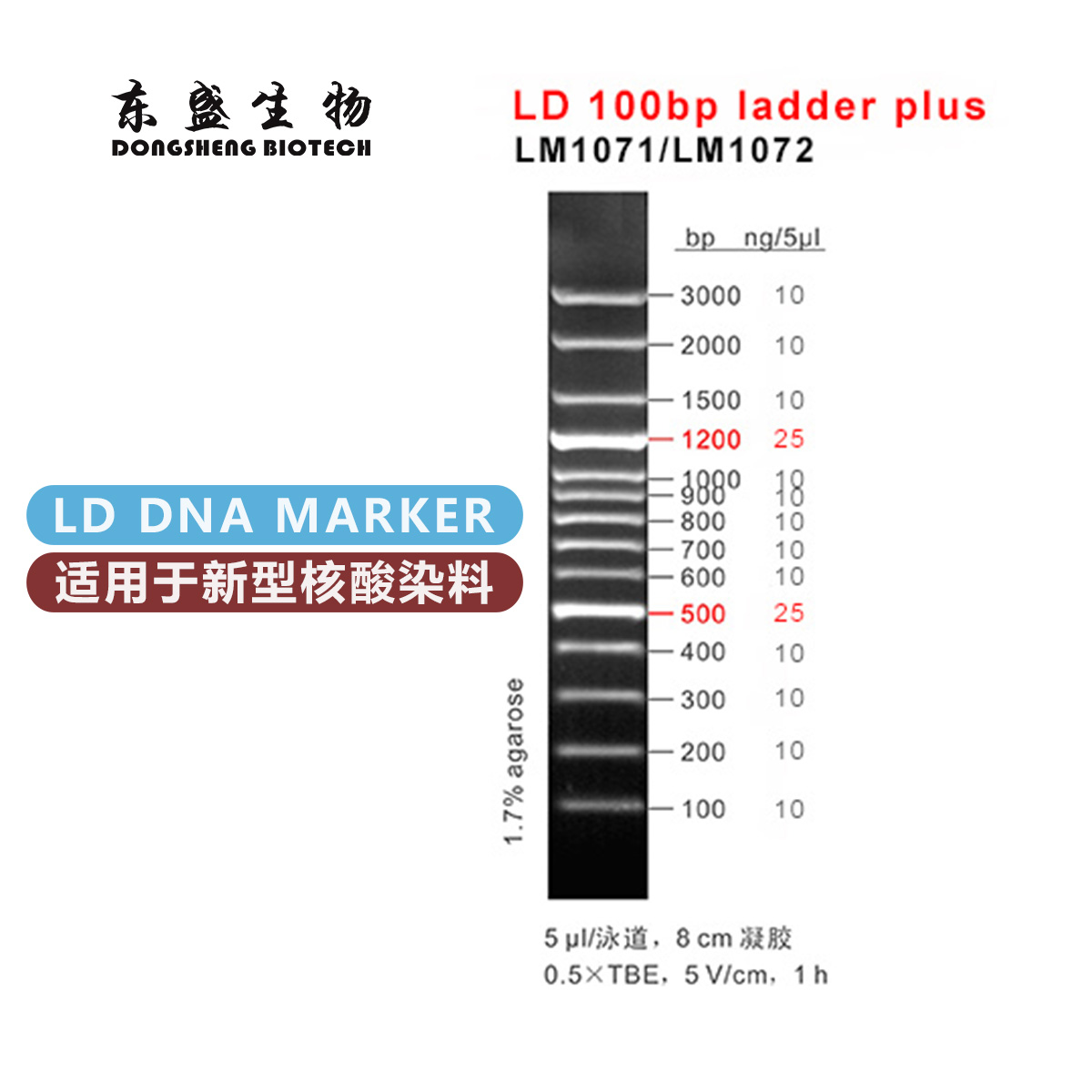 东盛LD 100bp ladder plus 新型染料专用DNA Marker (LM1071-LM1072)