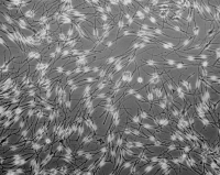 人胚胎滋养层细胞