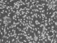 人牙周膜成纤维细胞