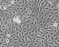 人肺大静脉内皮细胞