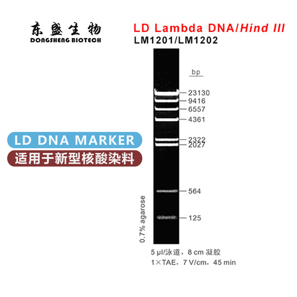 东盛LD Lambda DNA/Hind III 新型染料专用DNA Marker (LM1201-LM1202)