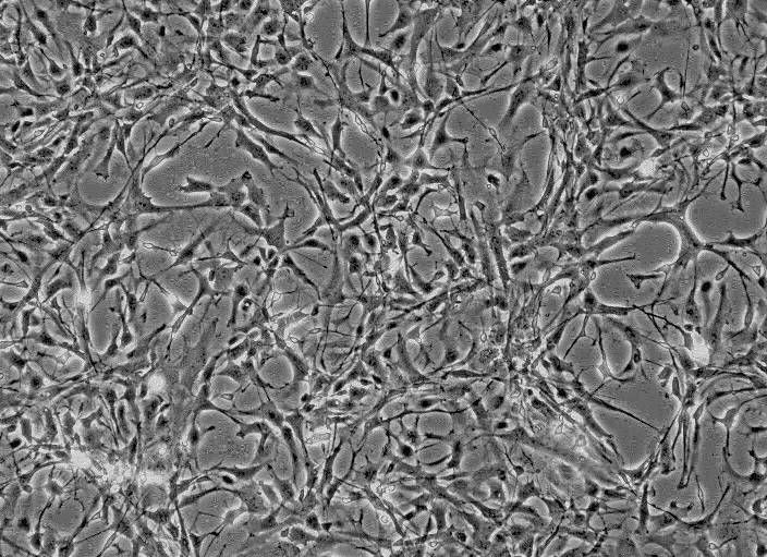 C3H/10T1/2, Clone 8小鼠胚胎成纤维细胞