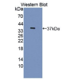 含MOCO硫化酶羧基端域蛋白1(MOSC1)多克隆抗体