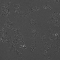 间充质干细胞-MSCs