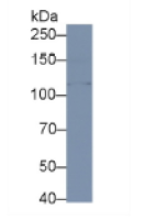 可罗索β(KLb)多克隆抗体