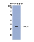 信号素4D(SEMA4D)多克隆抗体