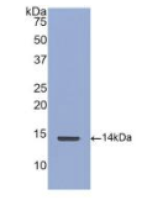 结缔组织生长因子(CTGF)多克隆抗体