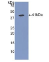 纤维蛋白原相关蛋白1(FGL1)多克隆抗体