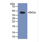 信号传导转录激活因子2(STAT2)多克隆抗体