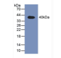 信号传导转录激活因子2(STAT2)多克隆抗体