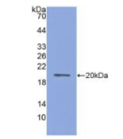 水通道蛋白4(AQP4)多克隆抗体