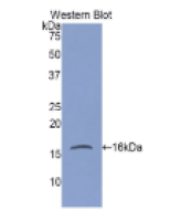 胃动蛋白1(GKN1)多克隆抗体