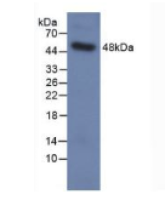 表面活性物质关联蛋白C(SP-C)多克隆抗体