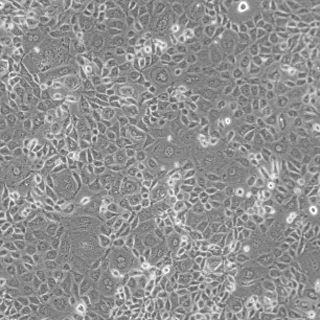 大鼠肾小管导管上皮细胞-NRK-52E