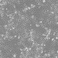 大鼠肾小管导管上皮细胞-NRK-52E