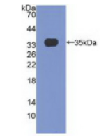 基质重塑关联蛋白5(MXRA5)多克隆抗体