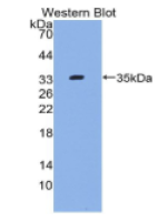 补体成分4(C4)多克隆抗体