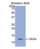 上皮中性粒细胞激活肽78(ENA78)多克隆抗体