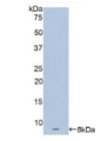 载脂蛋白C1(APOC1)多克隆抗体