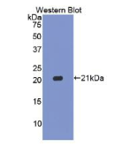 胱天蛋白酶1(CASP1)多克隆抗体