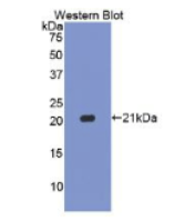 胱天蛋白酶1(CASP1)多克隆抗体